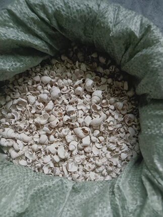 中药材 煅白螺丝壳 500g 白螺壳 白螺丝壳 包邮 煅螺蛳壳
