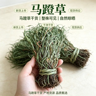 中药材新鲜干货马蹬草正品过桥草还阳草马灯草250克包邮支持药检