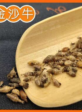 金沙牛 纯清水海南优质金砂牛砂牛虫清水不掺假蚂岭虫地牯牛蚁狮