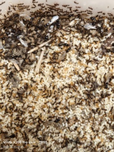 草地铺道蚁  多后群攻型蚂蚁   宠物城堡工坊繁殖宠物活体蚁后