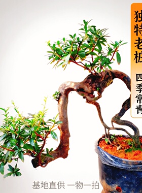 室内景蜡皮杜鹃花盆栽老桩一物一拍映山红好养活园艺造型绿植树苗