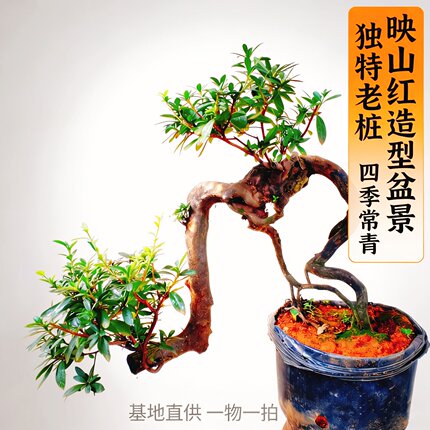 室内栽映山红盆景老桩一物一拍蜡皮杜鹃花好养活园艺造型绿植树苗