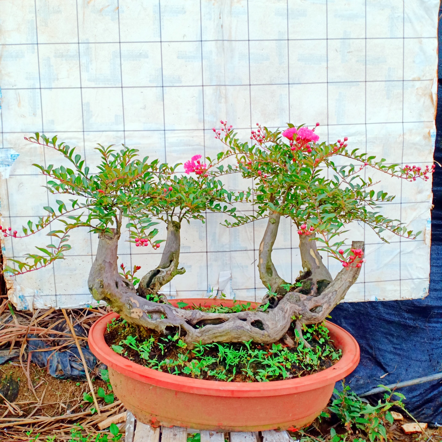 阳台栽真盆景红花金紫薇树苗庭院种植老桩一物一拍顺丰包邮好养活