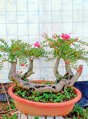 红金紫薇花老桩盆景树苗一物一拍矮霸原生栽造型顺丰包邮绿植庭院