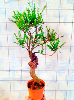 轮生小三叶红芽赤楠盆景老桩绿植国宝级盆栽花室内一物一拍造型苗