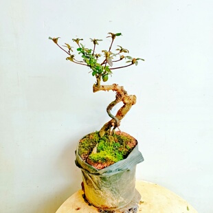 阳台盆景映山红老桩杜鹃花四季好栽活绿植一物一拍造型树苗顺丰邮