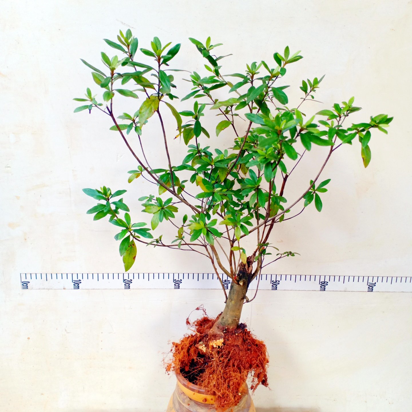 映山红老桩一物一拍树型苗飘枝矮提根四季阳台景开特大杜鹃花盆栽,鲜花速递/花卉仿真/绿植园艺,绣球/木绣球/木本植物,淘宝优惠券,粉丝福利购,淘宝优惠卷