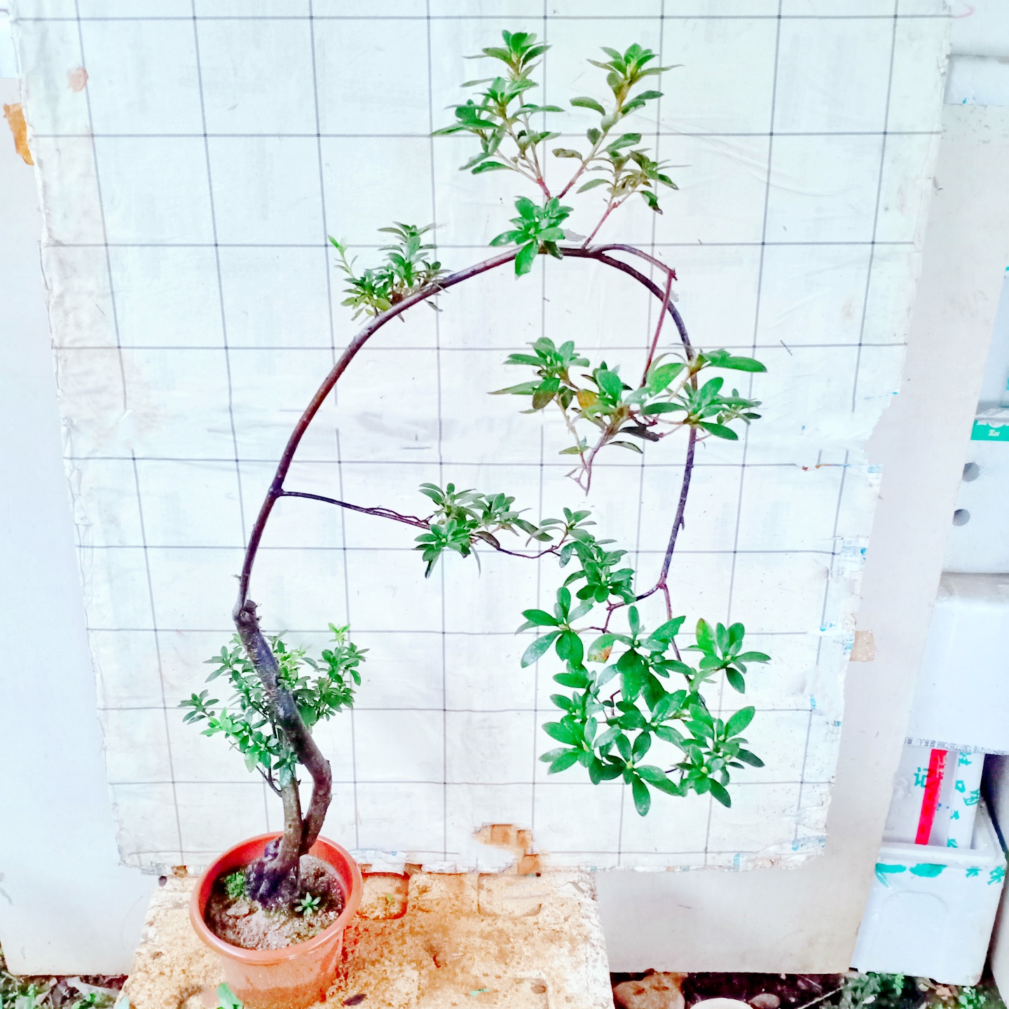 杜鹃花一物一拍鸡血红映山红老桩