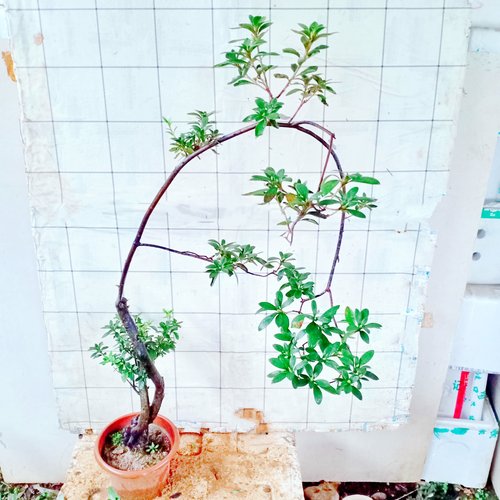 杜鹃花一物一拍鸡血红映山红老桩