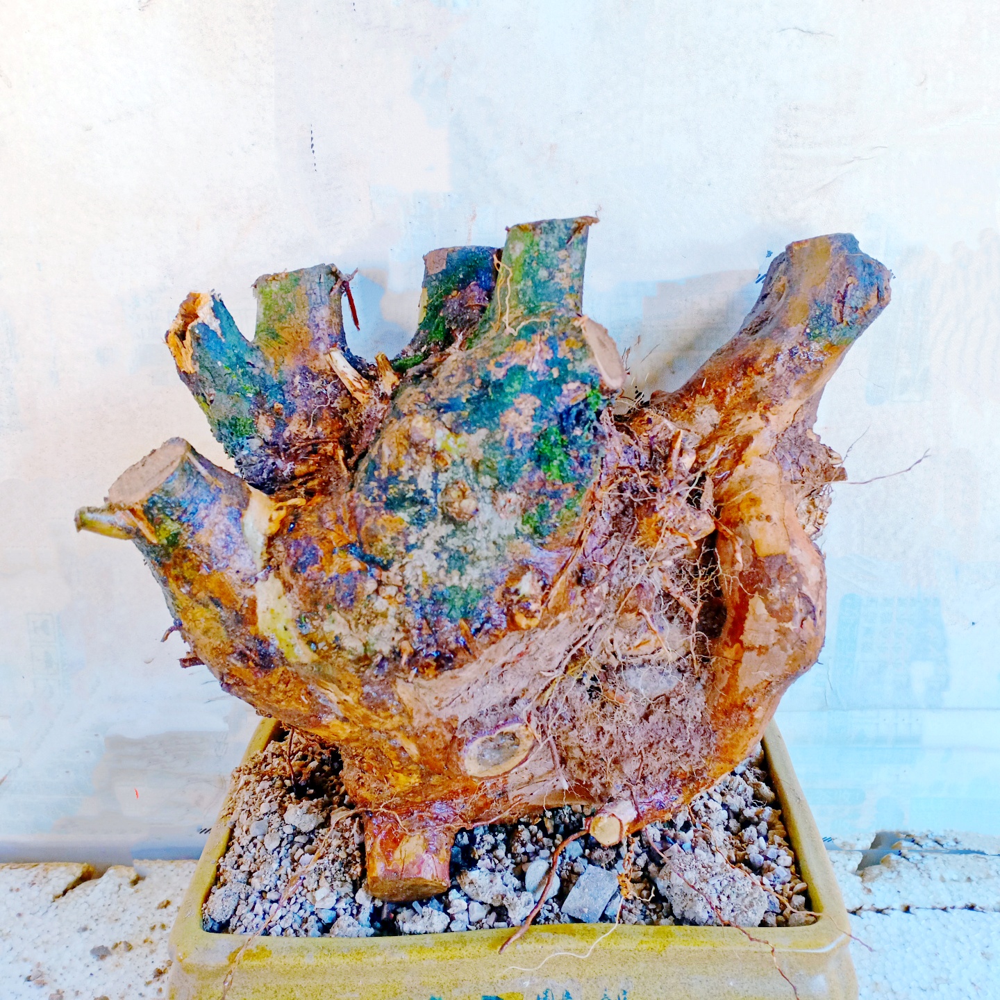 小叶紫薇树桩盆景矮霸花一物一拍