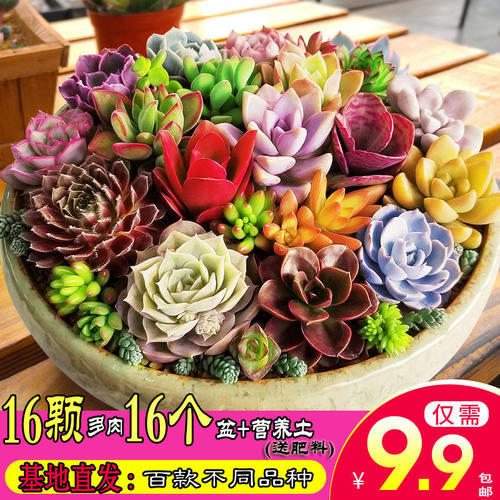 多肉植物不重复新手套餐四季
