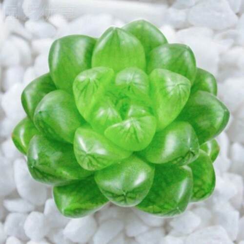 水晶玉露多肉植物十二卷办公室室内新手组合花卉绿植盆栽套餐