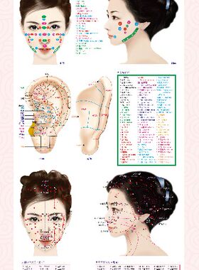 全新正版（假一罚十）——人体头面部反射区解剖与穴位挂图