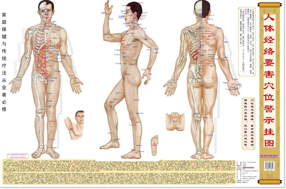 全新正版(假一罚十)——人体经络要害穴位警示挂图