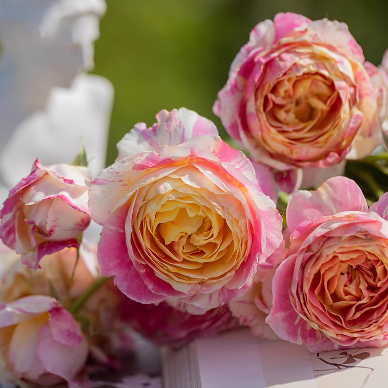 莫奈法国灌木月季花量大