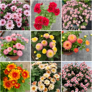 千头菊/球菊合集  多年生宿根盆栽花卉 抗病好养 容易开爆盆 推荐