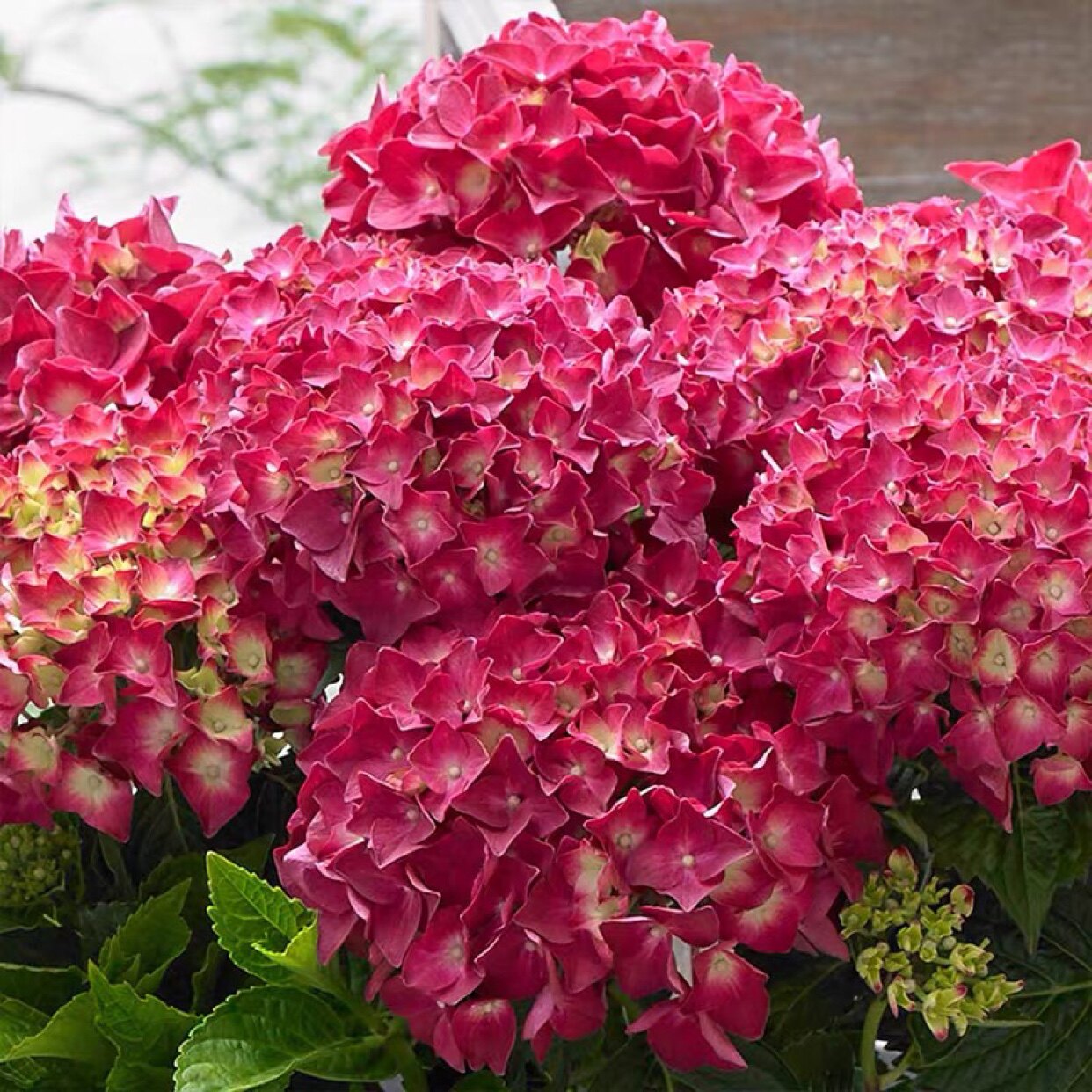 魔幻红宝石 大花绣球  花量大 株型较矮 重瓣好养植物 花期长阳台