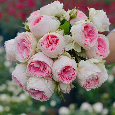 绒球门廊小灌木月季植株紧凑