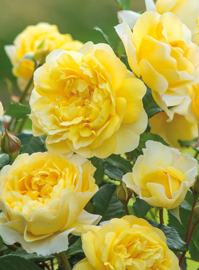 诗人的妻子 灌木月季 抗病耐热 分枝好 多季丰花盆栽花卉苗玫瑰花