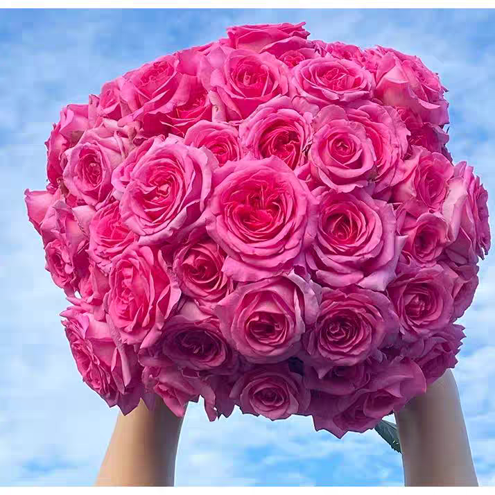 特拉方特灌木月季叶片油亮