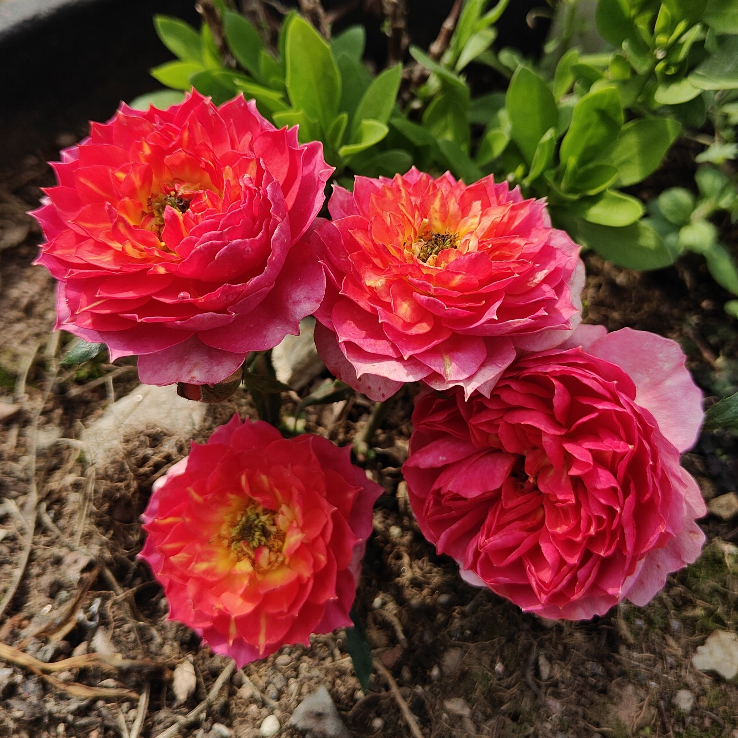 锦荷果汁微型月季有渐变色