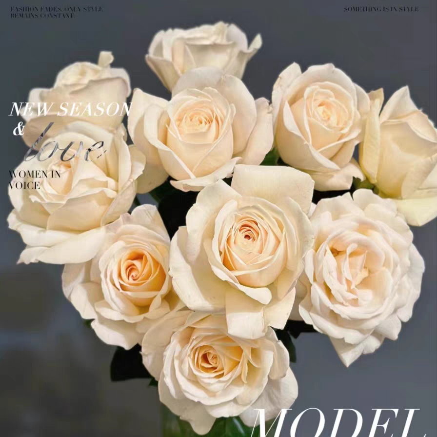 埃尔维斯猫王灌木月季