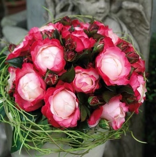 思乡/乡愁 德国丹陶灌木月季 浓香大花 叶片油亮 抗病强低维护