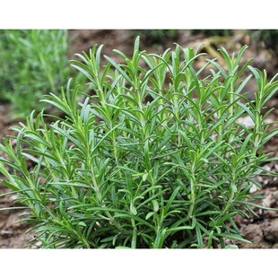 食用迷迭香小苗 厨房西餐香草盆栽 阳台庭院提神驱蚊