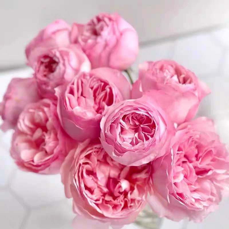 杨玉环灌木切花月季中香