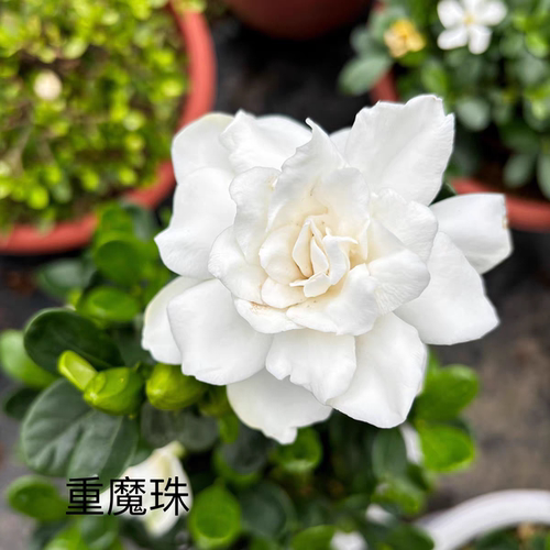 重魔珠栀子花小苗重瓣花浓香
