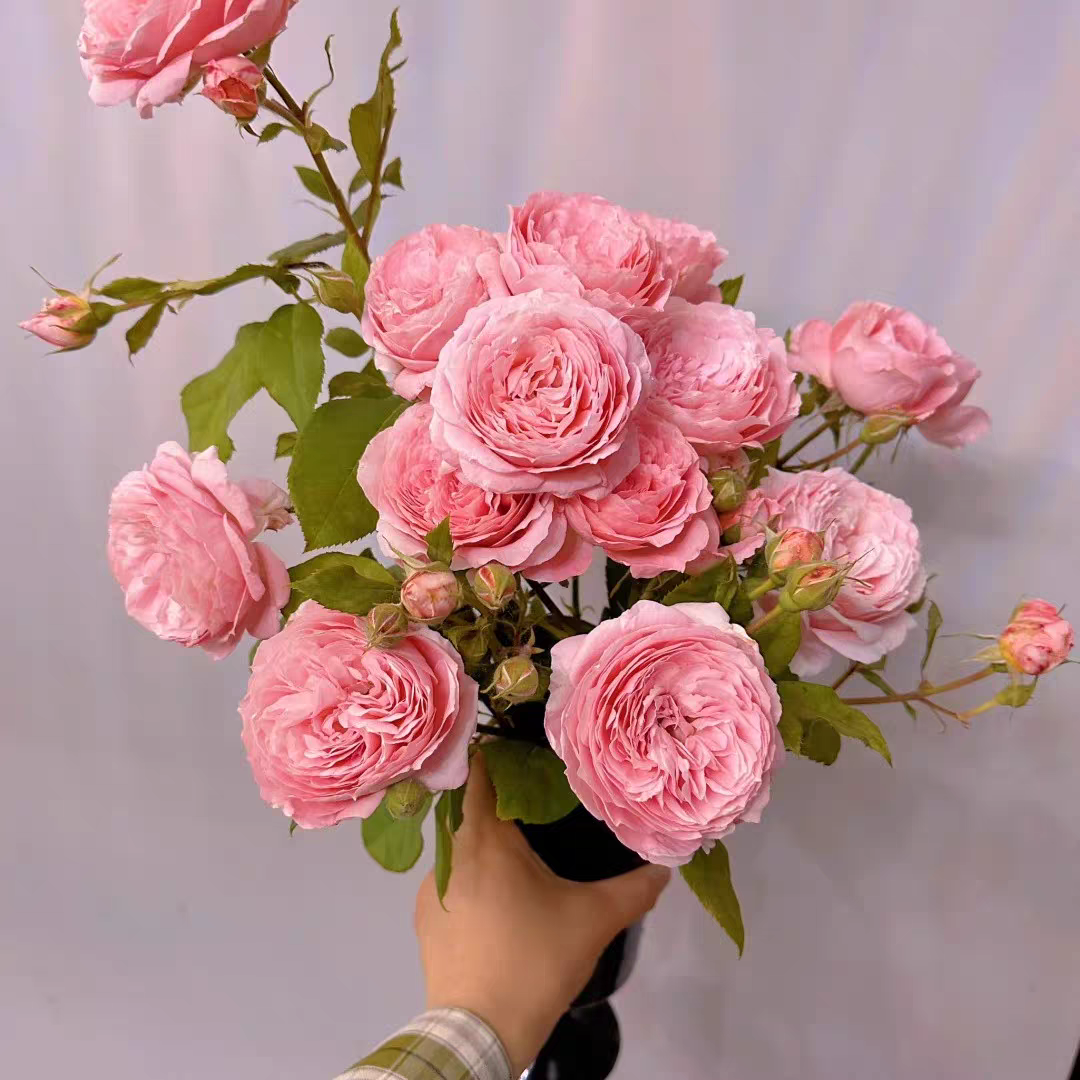 安索菲比克灌木月季