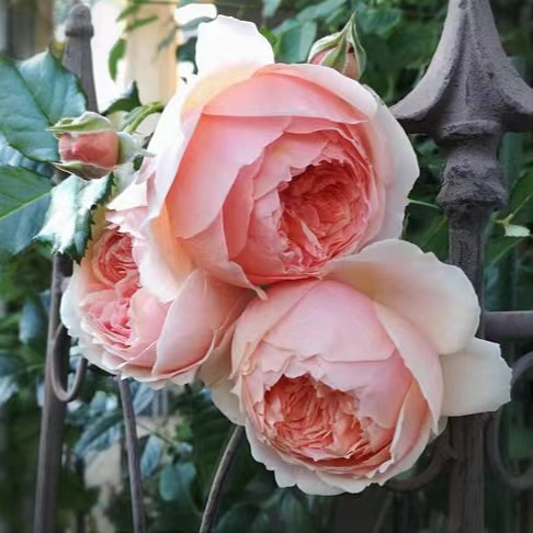 真宙灌木月季枝条细软浓香