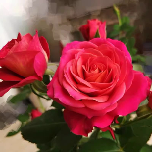 日蚀王阳台 微型月季 直立性好 复花快抗病 开花丰花玫瑰花苗