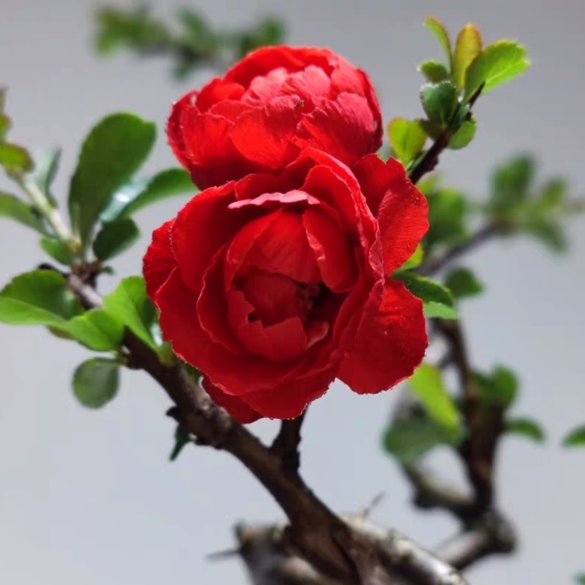 丨长寿梅合集丨红花一号 八重咲 长寿宝 白花 盆景素材小苗