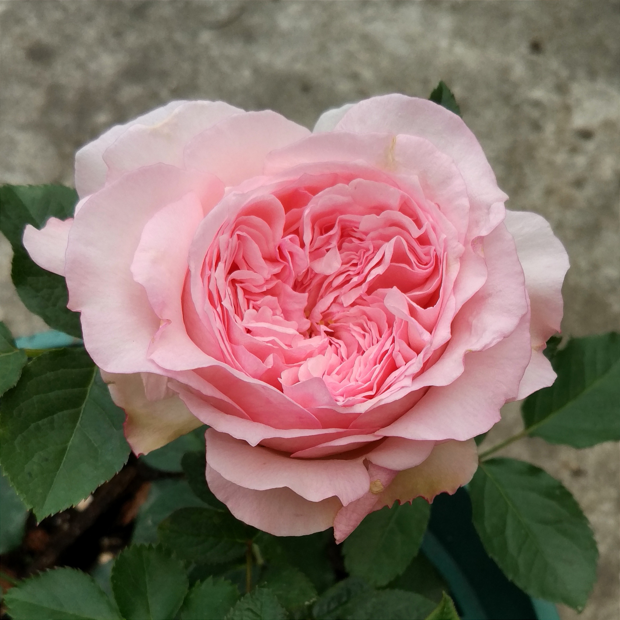 伊芙口红诱惑伊芙旁系