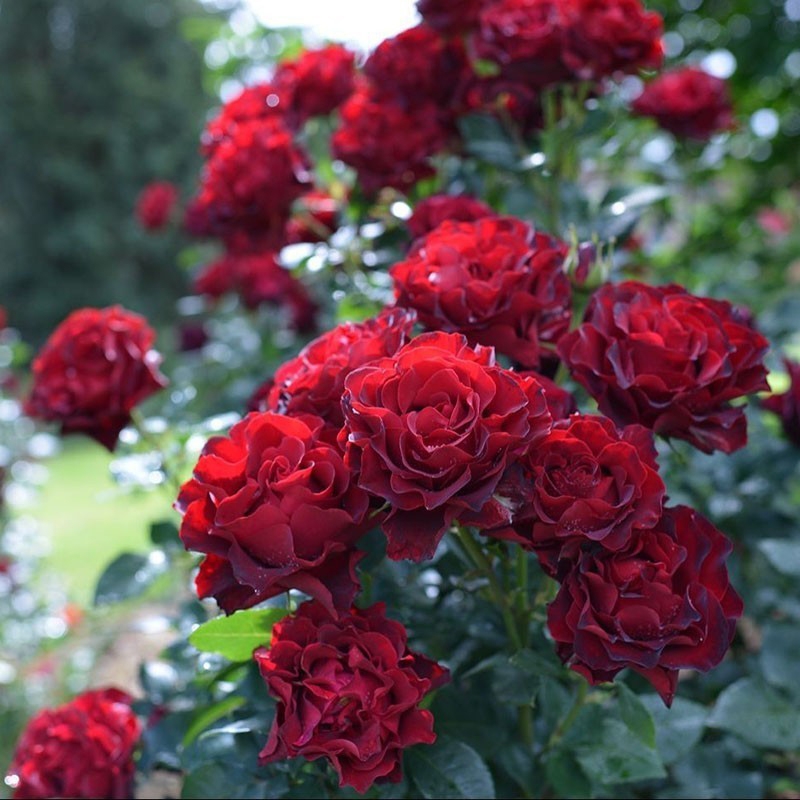 纪念芭芭拉灌木月季短枝开花