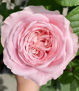 四系列 四花/四恋/四爱/四纯/四心 灌木月季 长势快 枝条粗壮