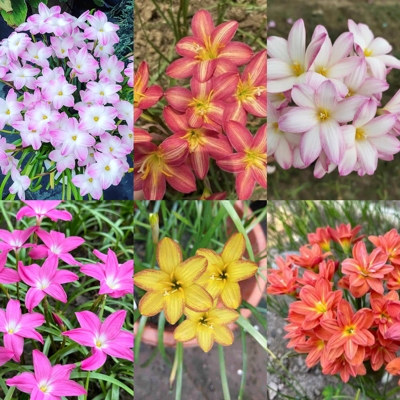 胖丽丽见雨兰皮实好养