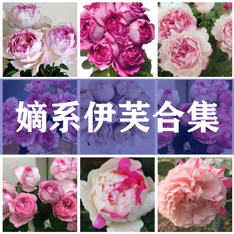 【嫡系伊芙月季合集】 灌木月季 粉伯爵繁华都市钱特玛丽庭院盆栽