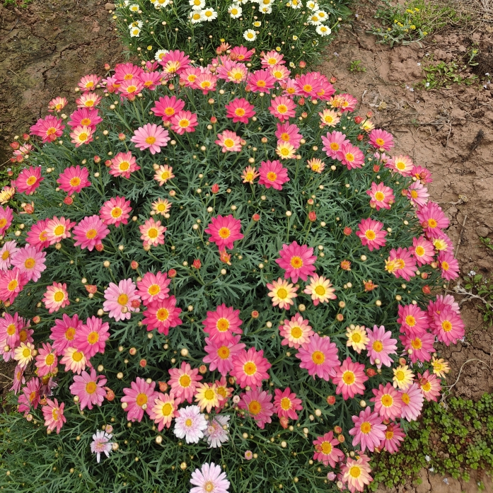 玛格丽特花苗合集 多年生草本阳台盆栽四季开花 皮实好养盆栽花卉 鲜花速递/花卉仿真/绿植园艺 时令草本花卉 原图主图