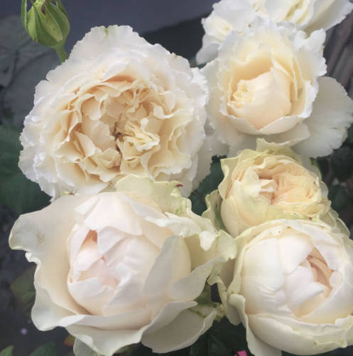 伊芙白雪公主波浪花边