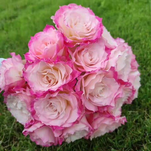 炽天使/六翼天使河本灌木月季