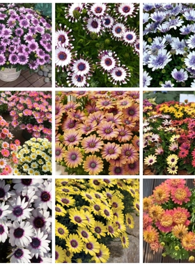 蓝目菊合集 万寿菊花苗 多年生草本阳台盆栽 开花蓝白重白芍