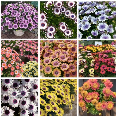 蓝目菊花苗合集多年生草本