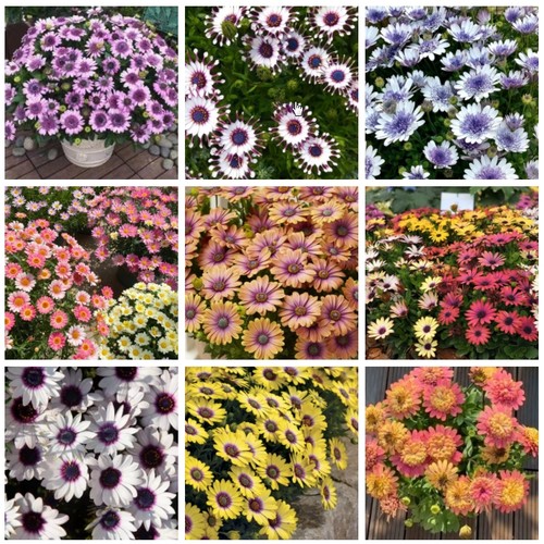 蓝目菊花苗合集多年生草本