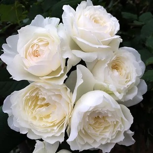 雪野一梦（一物一拍） 灌木月季 浓香  三伏天表现抢眼非常耐热