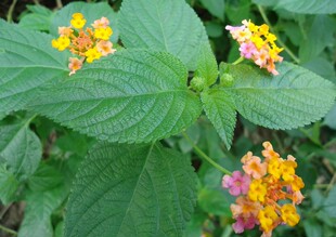 纯正中草药五色花 刺儿花 五色梅 马缨丹 深山自采，干品货500克