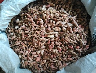 纯正中药材竹黄 苦竹黄 淡竹黄 苦竹花 菌竹黄 干品500克