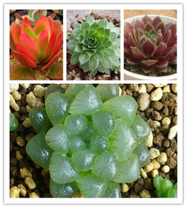 多肉植物盆栽包邮 观音莲 玉露 火炬 紫牡丹组合  植物防辐射