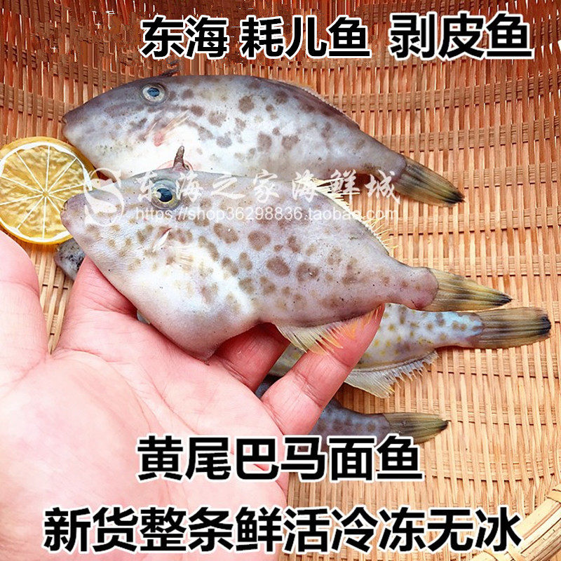 新鲜耗儿鱼冷冻马面鱼剥皮鱼